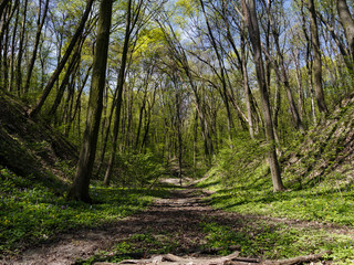 Beautiful trees spring forest sunny day blue sky