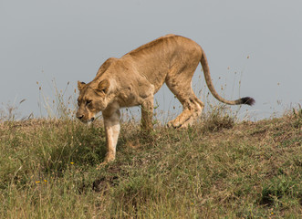 Lioness watching a watering hole