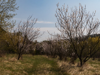 Beautiful trees spring forest sunny day blue sky