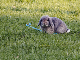 French Lop rabbit sitting on green grass near blue leash