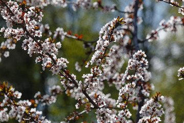 Sacura tree blossom in the park