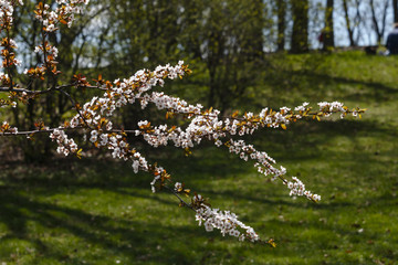 Sacura tree blossom in the park