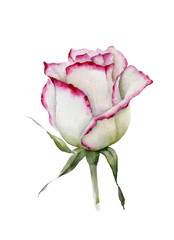 Watercolor rose illustration.