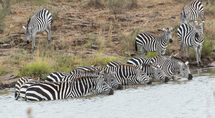 Fototapeta na wymiar Herd of Zebra at the watering hole