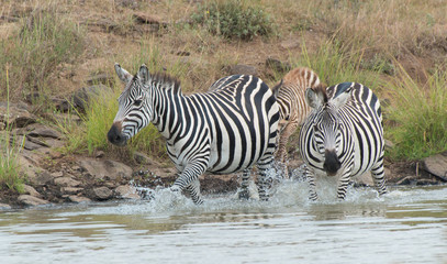 Fototapeta na wymiar Herd of Zebra at the watering hole