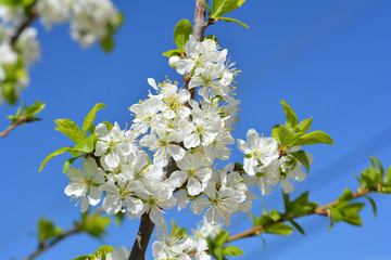 Sweet white flowers blooming cherry-tree, cherries in the spring garden. Blossoming fruit tree.