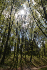 Beautiful trees spring forest sunny day blue sky