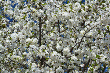 Sweet white flowers blooming cherry-tree, cherries in the spring garden. Blossoming fruit tree.