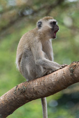 Spider Monkey in the trees, Nairobi National Park