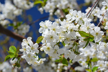 Obraz premium Sweet white flowers blooming cherry-tree, cherries in the spring garden. Blossoming fruit tree.