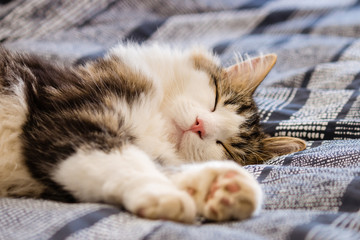 close-up of sleeping tabby cat on blue bedding