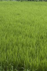 Rice Field in Summer