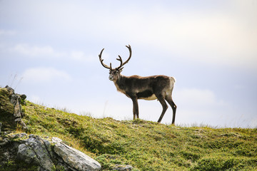 Naklejka na ściany i meble Reindeer in mountain pasture in Northern Norway