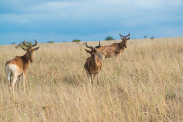 Hartebeest in Kenya