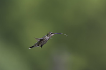 Flying with Tongue Out