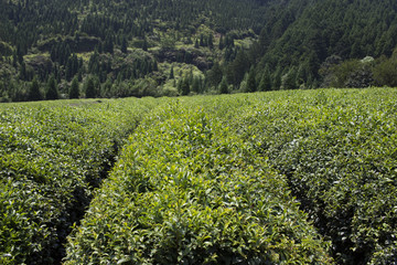 Green Tea Field