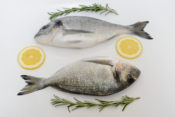Two fresh dorada fishes with lemon and rosemary on white background