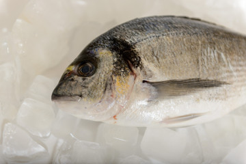 Fresh dorada fish on the ice