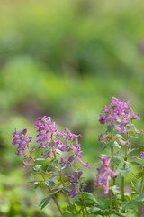 Violet flowers in early spring, wildflowers with blurred background, blank for designer, postcard on holiday, ultraviolet, natural background