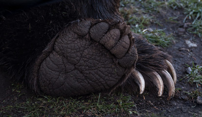 A close up of a Grizzly Bear paw
