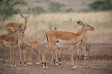 Herd of female Impala