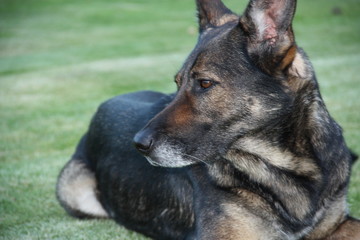 deutscher schäferhund