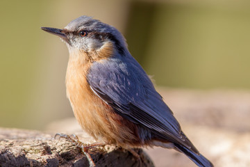 Kleiber (Sitta europaea) im Naturschutzgebiet Mönchbruch bei Frankfurt, Deutschland.