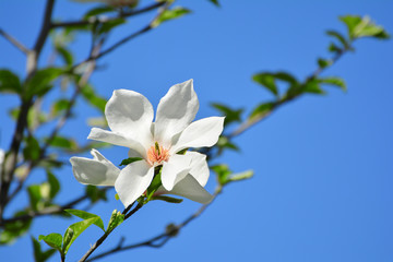 Sweet white flowers blooming magnolia in the spring garden. Blossoming tree.