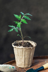 Seedling tomato in a pot of peat with garden tools