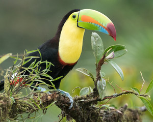Keel-billed Toucan perched on a branch between plants