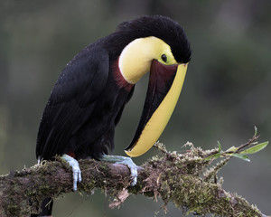 Black Mandibled Toucan perched on a branch with its bill pointed down 