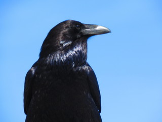 Black crow looking to the right