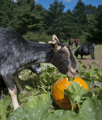 Goat Eating Pumpkin