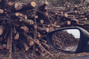 A huge heap of felled trees with an automobile mirror. The concept of ecology and nature protection