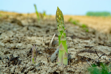 New season of green asparagus, field with growing green asparagus vegetable