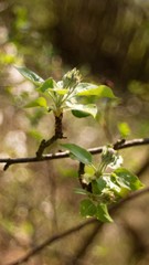 Apple blossom, apple blossoming twig, spring fruit background.