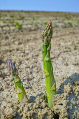 New season of green asparagus, field with growing green asparagus vegetable