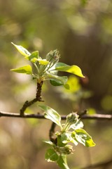 Apple blossom, apple blossoming twig, spring fruit background.