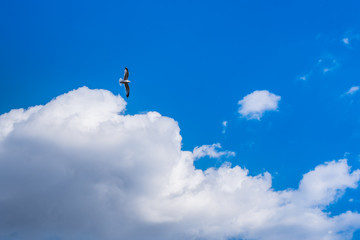 Seagull is flying on a beautiful blue sky with clouds