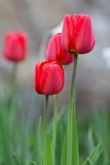 Red tulip, spring motif floral background.