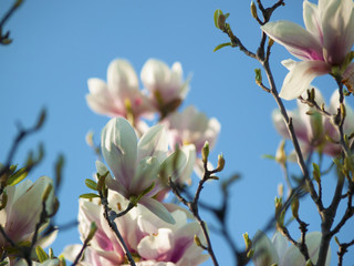 magnolia rose pâle qui fleurit abondamment - un gros plan sur les boutons floraux, ciel au fond