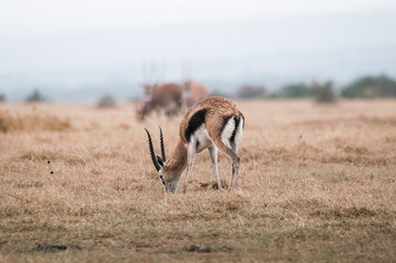 Thompson Gazelle 