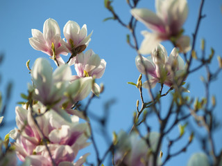 magnolia rose pâle qui fleurit abondamment - un gros plan sur les boutons floraux, ciel au fond