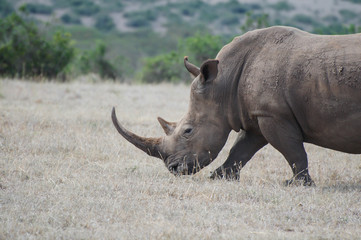 Obraz premium Black Rhino in Solio Reserve Kenya