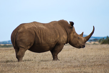 Obraz premium Black Rhino in Solia Reserve, Kenya