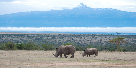 White Rhino in Solio Reserve in Kenya, Mt Kenya in the background