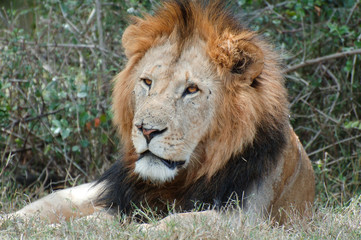 Obraz na płótnie Canvas Lion in Solio reserve Kenya