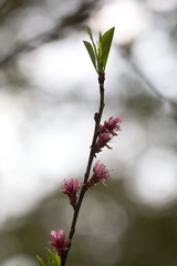 Peach blossom, peach blossoming twig, spring tree fruit background.