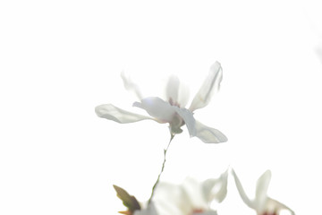 Magnolia Kobus, white magnolia flowers in the sunlight, a blurred background, an unopened bud, a beautiful natural background, a blank for a designer, a spring botanical garden