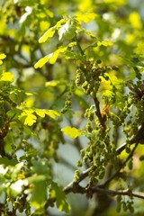 Oak, oak leaf twig, spring fresh green oak leaves.